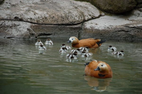 Keçiören Evcil Hayvanlar Parkı